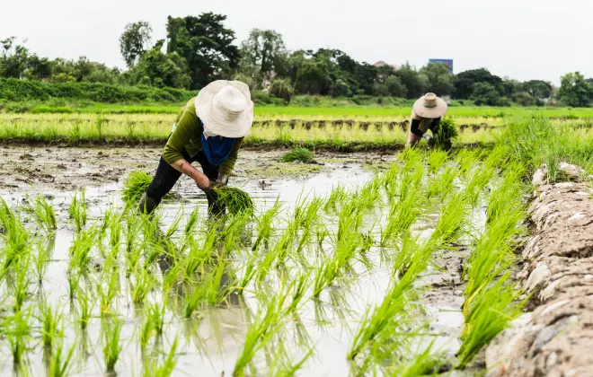 美味しいお米を一緒に育てませんか?